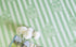 SOMA Cotton Rich Bedsheet | Floral & Stripe Woven Bed Sheet | 180 TC (Weight= 400 TC) | Soft & Comfortable Bedsheet for Bedroom
